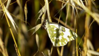 Yeni Beneklimelek (Pontia edusa)