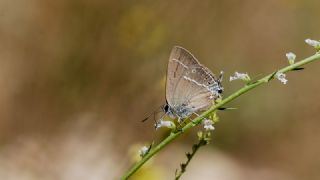 Gzel Sevbeni (Satyrium spini)