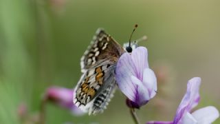 Sar Bandl Zpzp (Pyrgus sidae)