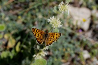 Cezayirli parhan (Melitaea ornata)