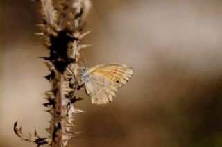 ran Zpzp Perisi (Coenonympha saadi)