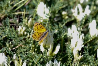 Alev Ategzeli (Lycaena kefersteinii)