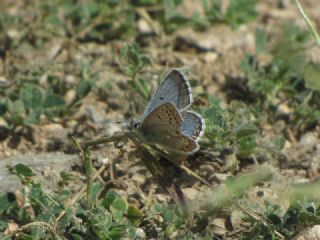 okgzl Anadolu Mavisi (Aricia crassipunctus)