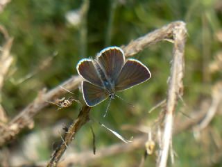 okgzl Geranium Mavisi (Aricia eumedon)