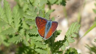 Byk Mor Bakr Gzeli (Lycaena alciphron)