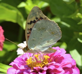 Bahadr (Argynnis pandora)