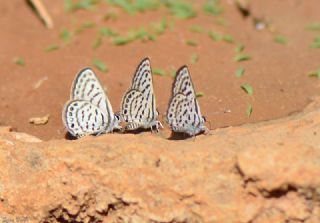 Balkan Kaplan (Tarucus balkanicus)