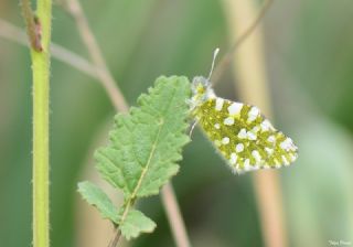 Da Oykls (Euchloe ausonia)