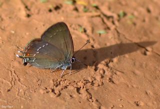 Byk Sevbeni (Satyrium ilicis)