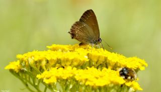 Byk Sevbeni (Satyrium ilicis)