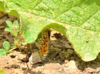 Gzel parhan (Melitaea trivia)