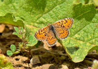 Gzel parhan (Melitaea trivia)