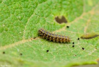 Gzel parhan (Melitaea trivia)