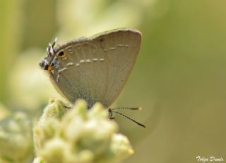 Sevbeni (Satyrium abdominalis)