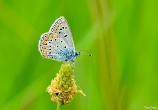 okgzl Meneke Mavisi (Polyommatus thersites)