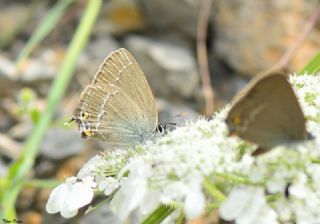 Sevbeni (Satyrium abdominalis)