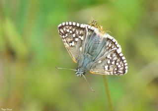 Sar Bandl Zpzp (Pyrgus sidae)