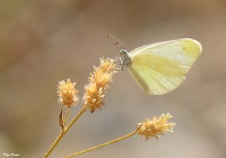 Doulu Narin Orman Beyaz (Leptidea duponcheli)