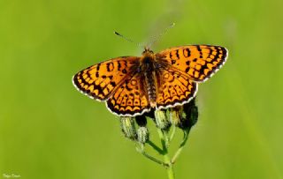 Trkistan parhan (Melitaea arduinna)