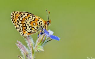 Trkistan parhan (Melitaea arduinna)