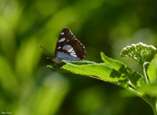 Akdeniz Hanmeli Kelebei (Limenitis reducta)