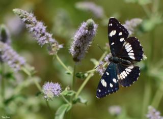 Akdeniz Hanmeli Kelebei (Limenitis reducta)