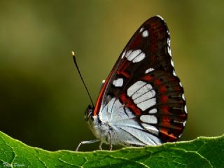 Akdeniz Hanmeli Kelebei (Limenitis reducta)