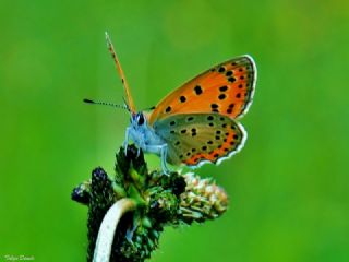 Kk Ate Gzeli (Lycaena thersamon)