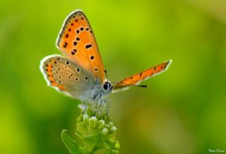 Kk Ate Gzeli (Lycaena thersamon)