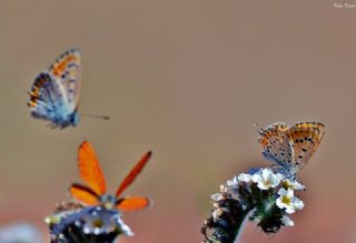 Kk Ate Gzeli (Lycaena thersamon)