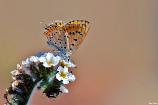 Kk Ate Gzeli (Lycaena thersamon)