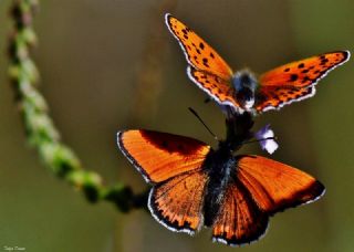 Kk Ate Gzeli (Lycaena thersamon)