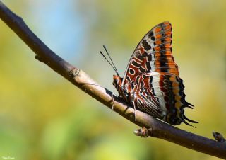 ift Kuyruklu Paa (Charaxes jasius )