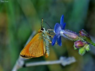 Sar Antenli Zpzp (Thymelicus sylvestris)