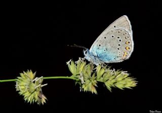 okgzl Amanda (Polyommatus amandus)