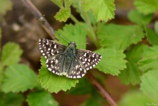 Ege Zpzp (Pyrgus melotis)