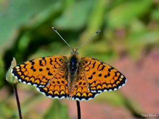 Hatayl parhan (Melitaea collina)