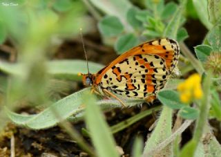 Benekli parhan (Melitaea didyma)