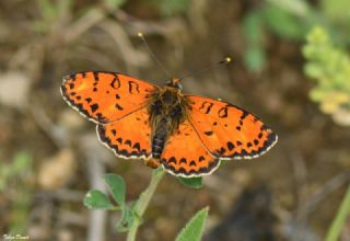 Benekli parhan (Melitaea didyma)