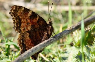 Karaaa Nimfalisi (Inachis polychloros)