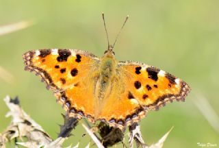 Karaaa Nimfalisi (Inachis polychloros)