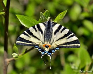 Erik Krlangkuyruk (Iphiclides podalirius)