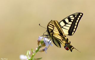 Krlangkuyruk (Papilio machaon)