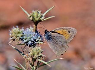 Esmerperi (Hyponephele lupina)