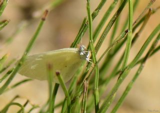 Doğulu Narin Orman Beyazı (Leptidea duponcheli)
