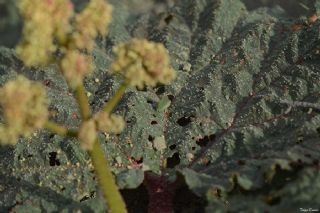 Işgın Zümrütü, Minikzümrüt (Callophrys mystaphia)