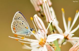 okgzl Gzel Mavi (Polyommatus bellis)