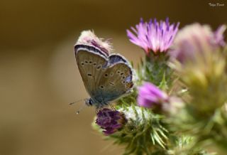 okgzl Gzel Mavi (Polyommatus bellis)