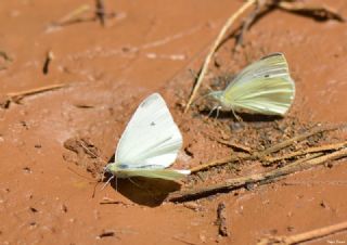 Kk Beyazmelek (Pieris rapae)