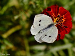 Kk Beyazmelek (Pieris rapae)